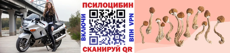 как найти закладки  Куровское  Псилоцибиновые грибы Cubensis 